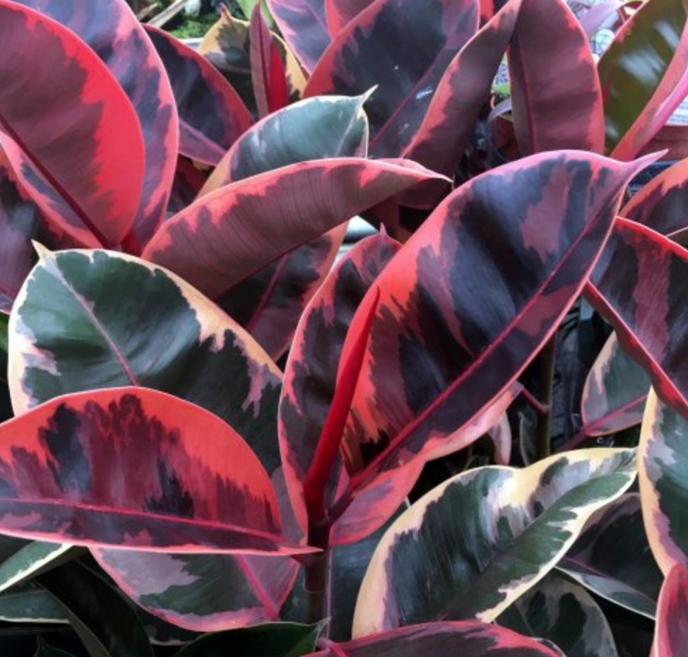 Ficus Elastica - Rubber Tree