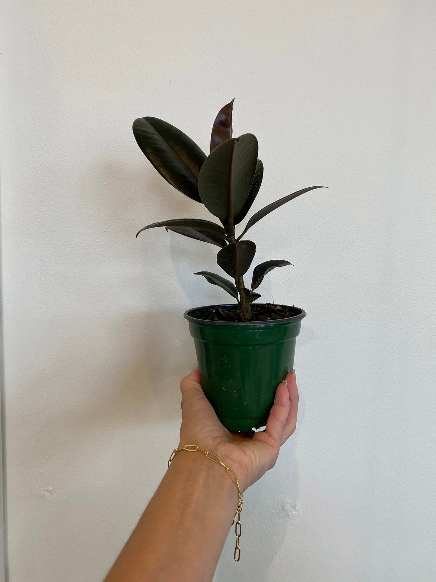 Ficus Elastica - Rubber Tree