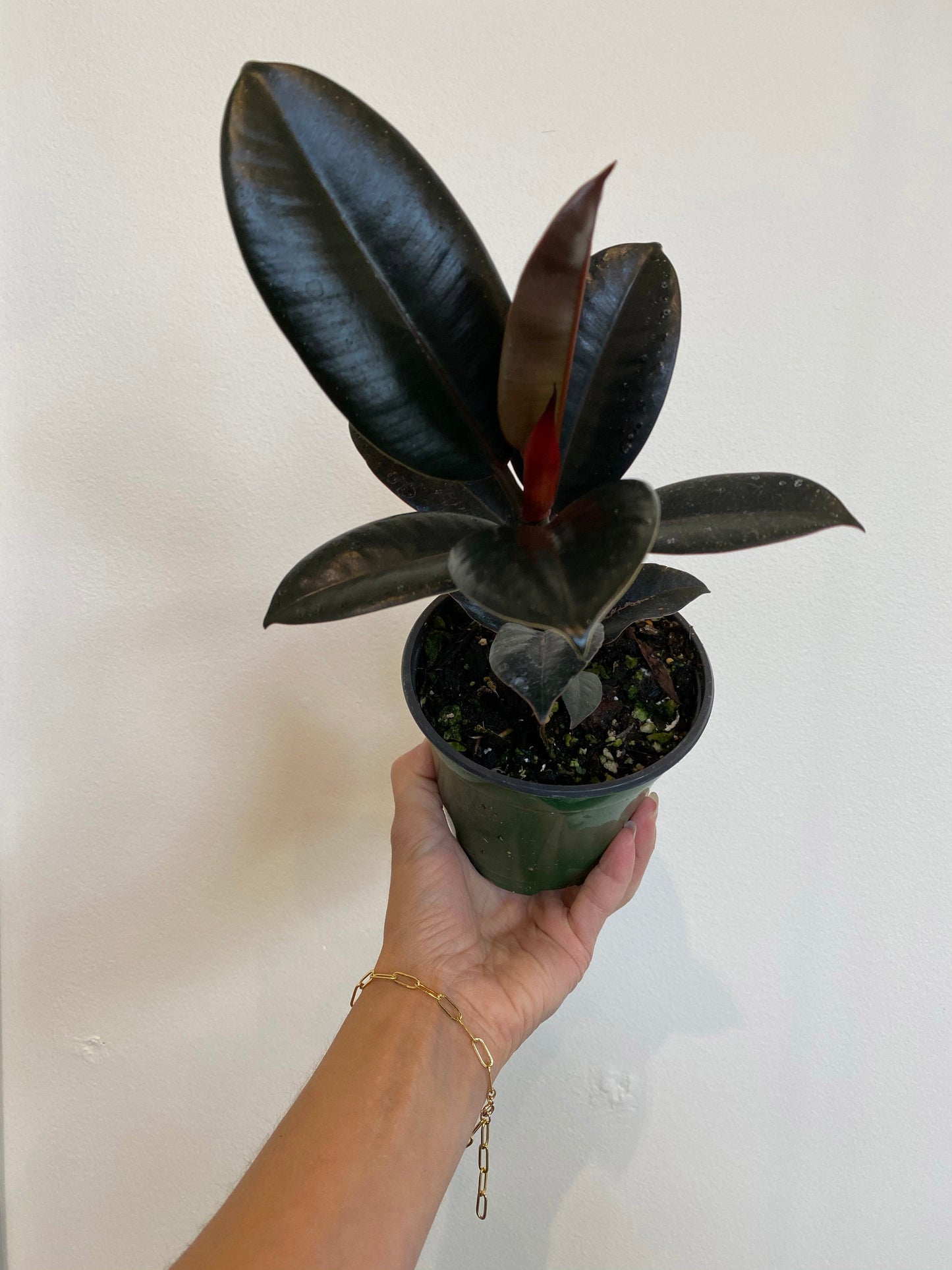Ficus Elastica - Rubber Tree