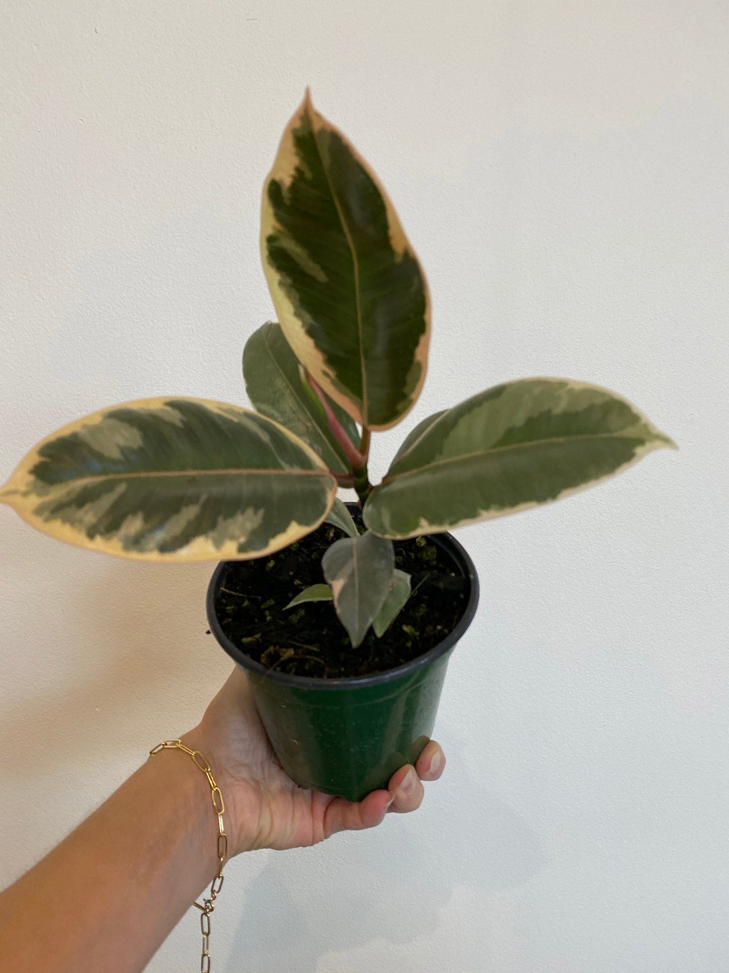 Ficus Elastica - Rubber Tree