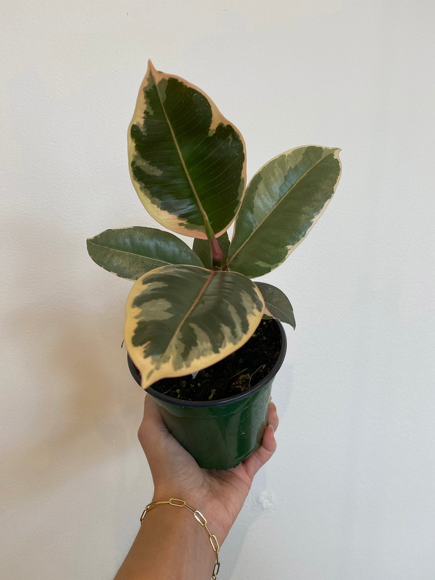 Ficus Elastica - Rubber Tree