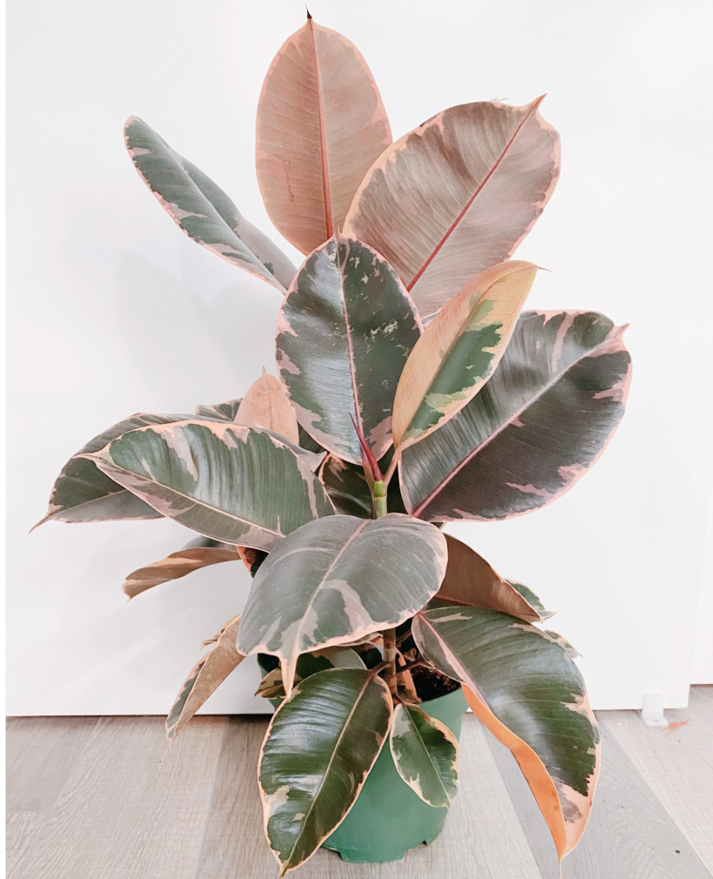 Ficus Elastica - Rubber Tree