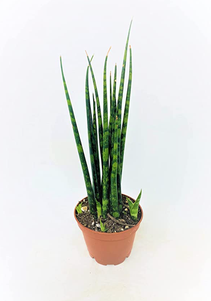 Sansevieria Fernwood - Mikado