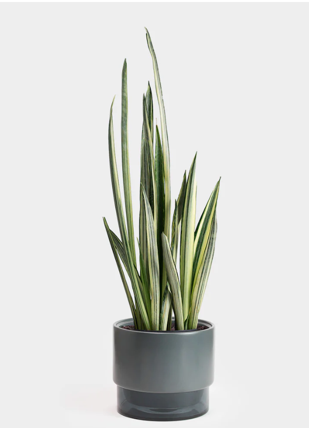 Sansevieria - Bantel's Sensation
