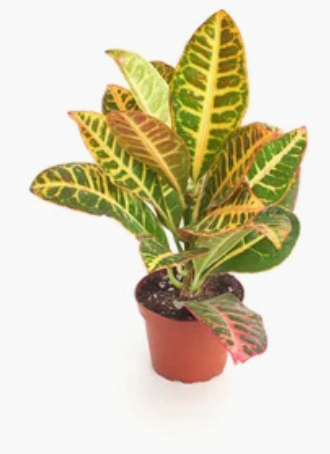 Codiaeum Petra - Croton