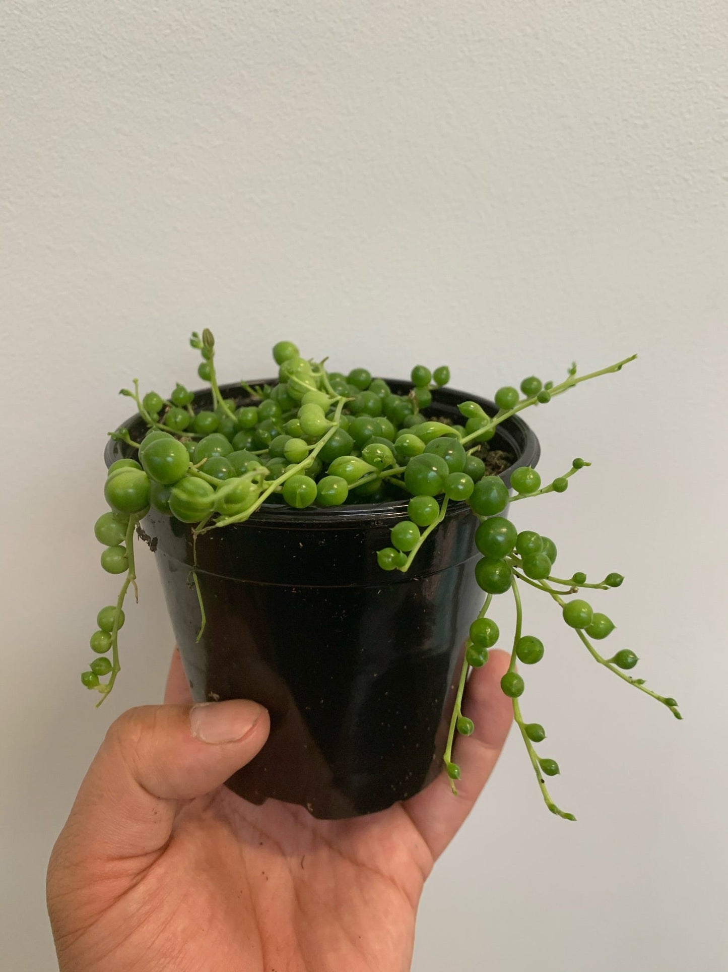Senecio Rowleyanus - String of Pearls