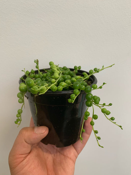 Senecio Rowleyanus - String of Pearls