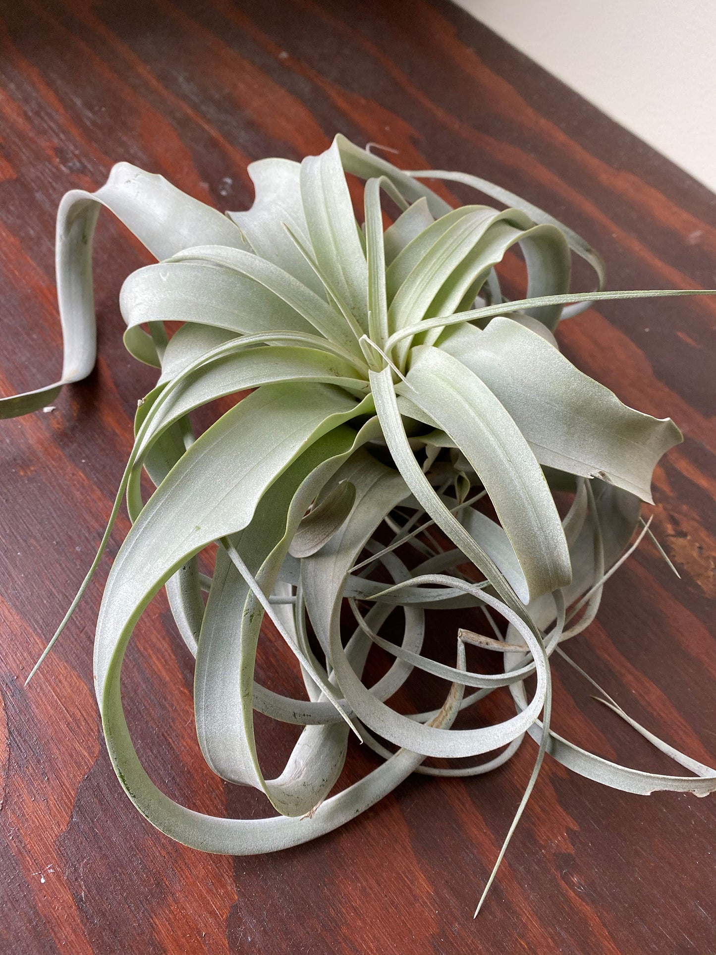 Tillandsia Xerographica - Air Plants