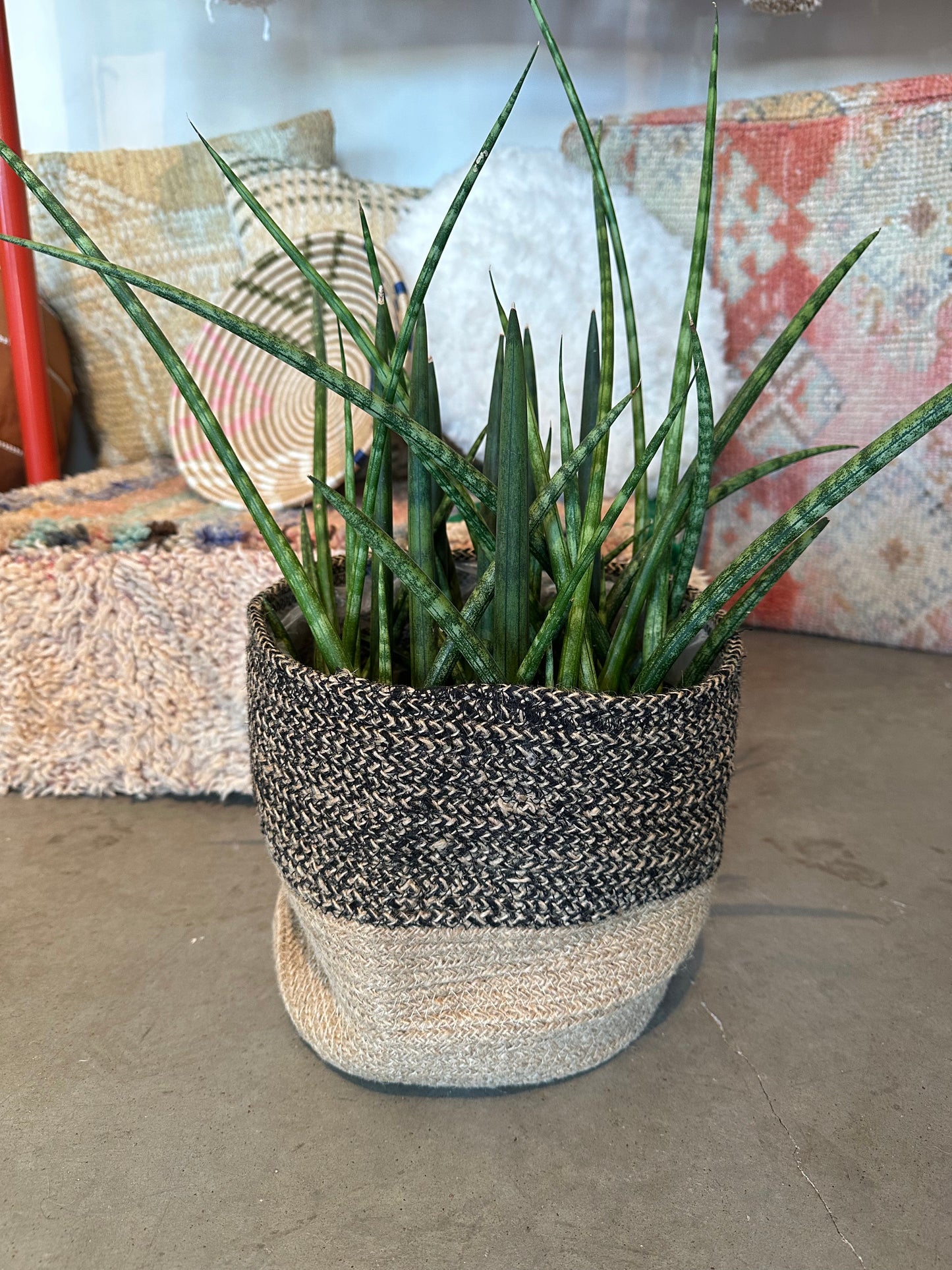 Sansevieria Cylindrica
