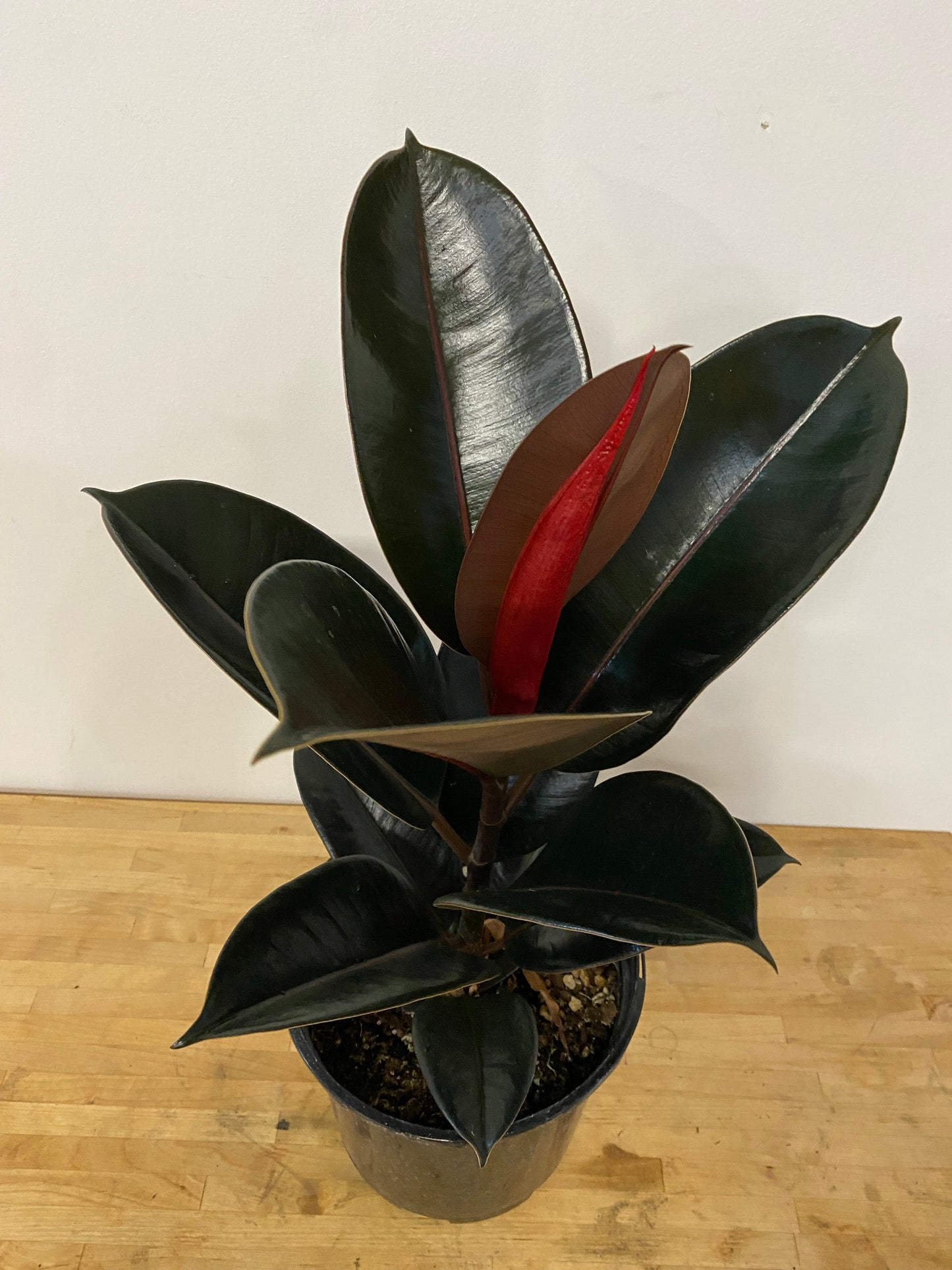 Ficus Elastica - Rubber Tree
