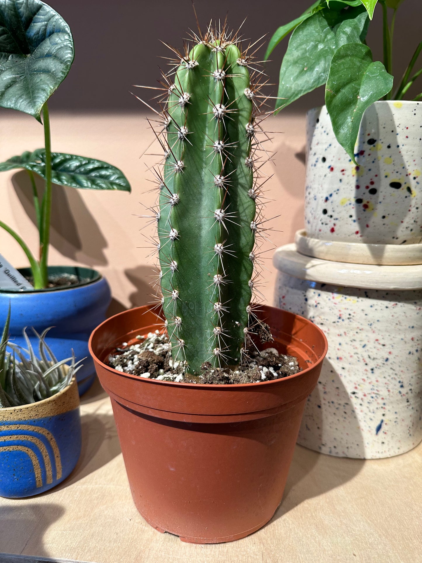 Totem Cacti