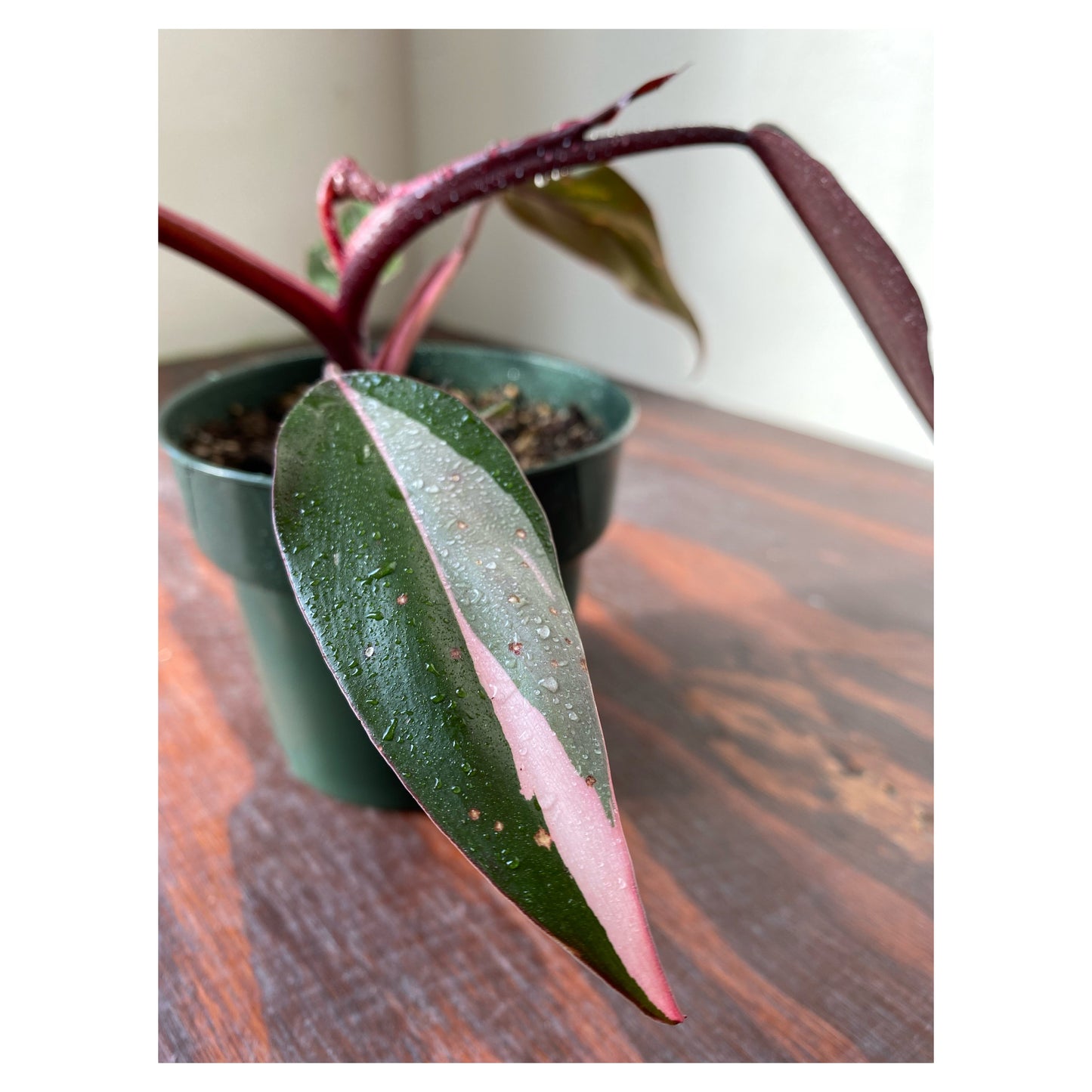Philodendron Pink Princess