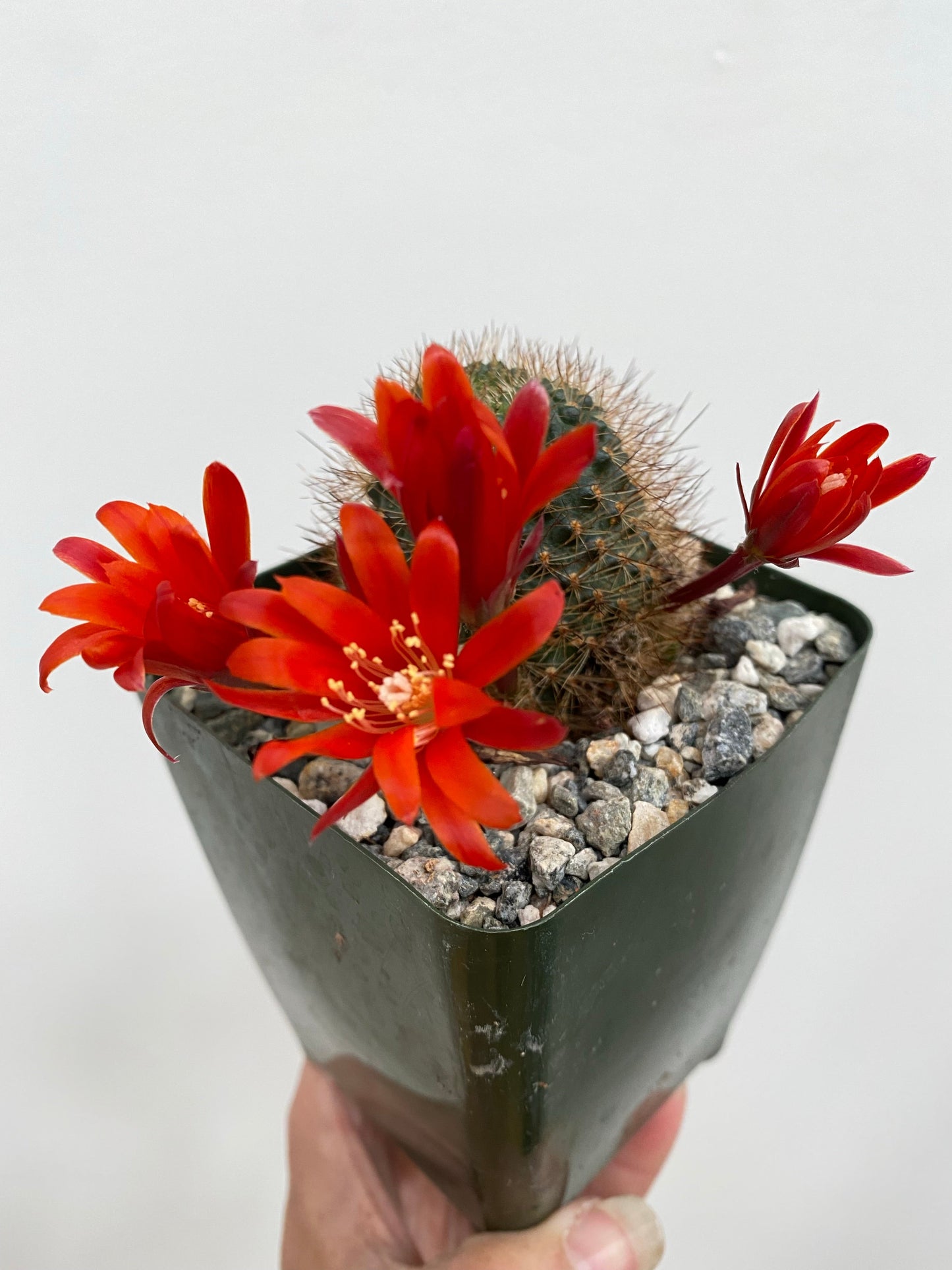 Cacti - Assorted - 4"