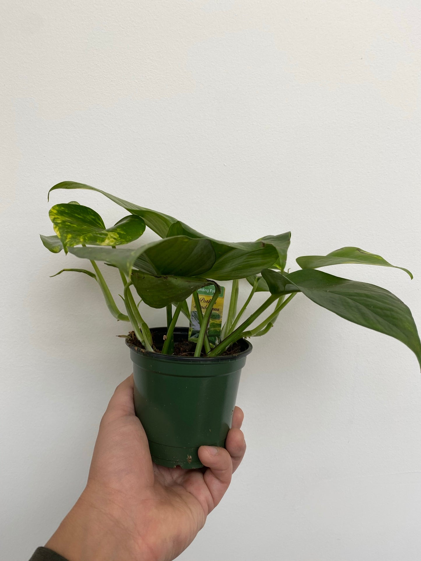 Epipremnum Aureum - Golden Pothos
