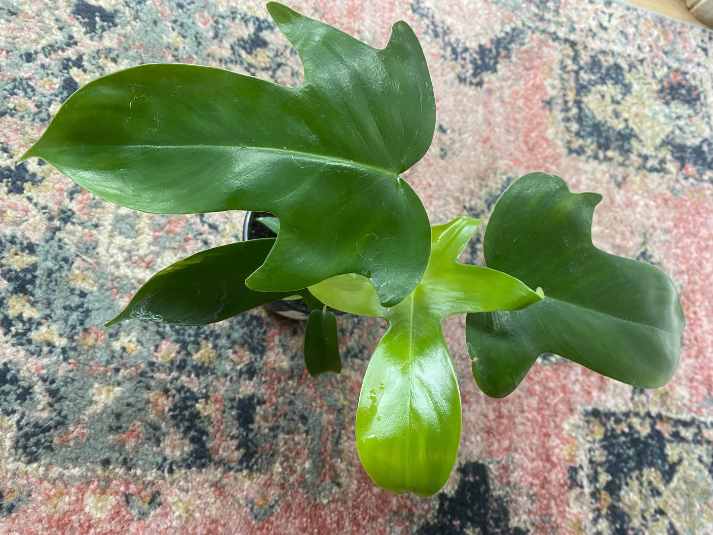 Philodendron "Florida Green" - 4"