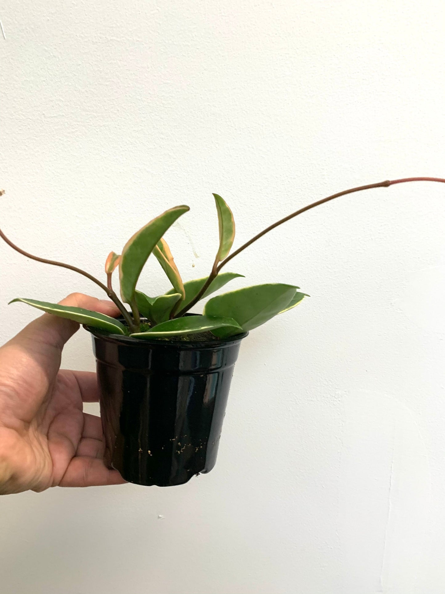 Hoya Carnosa - Krimson Queen 4”