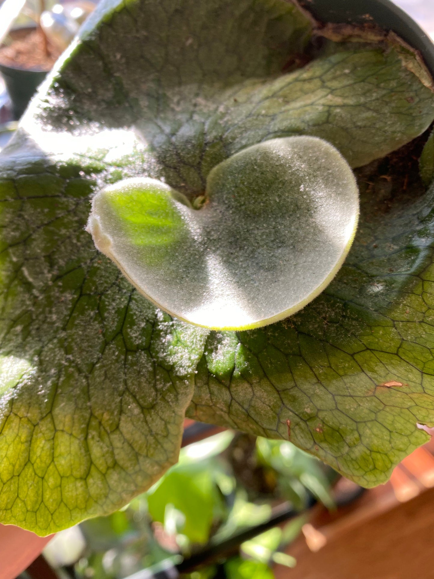 Platycerium Superbum