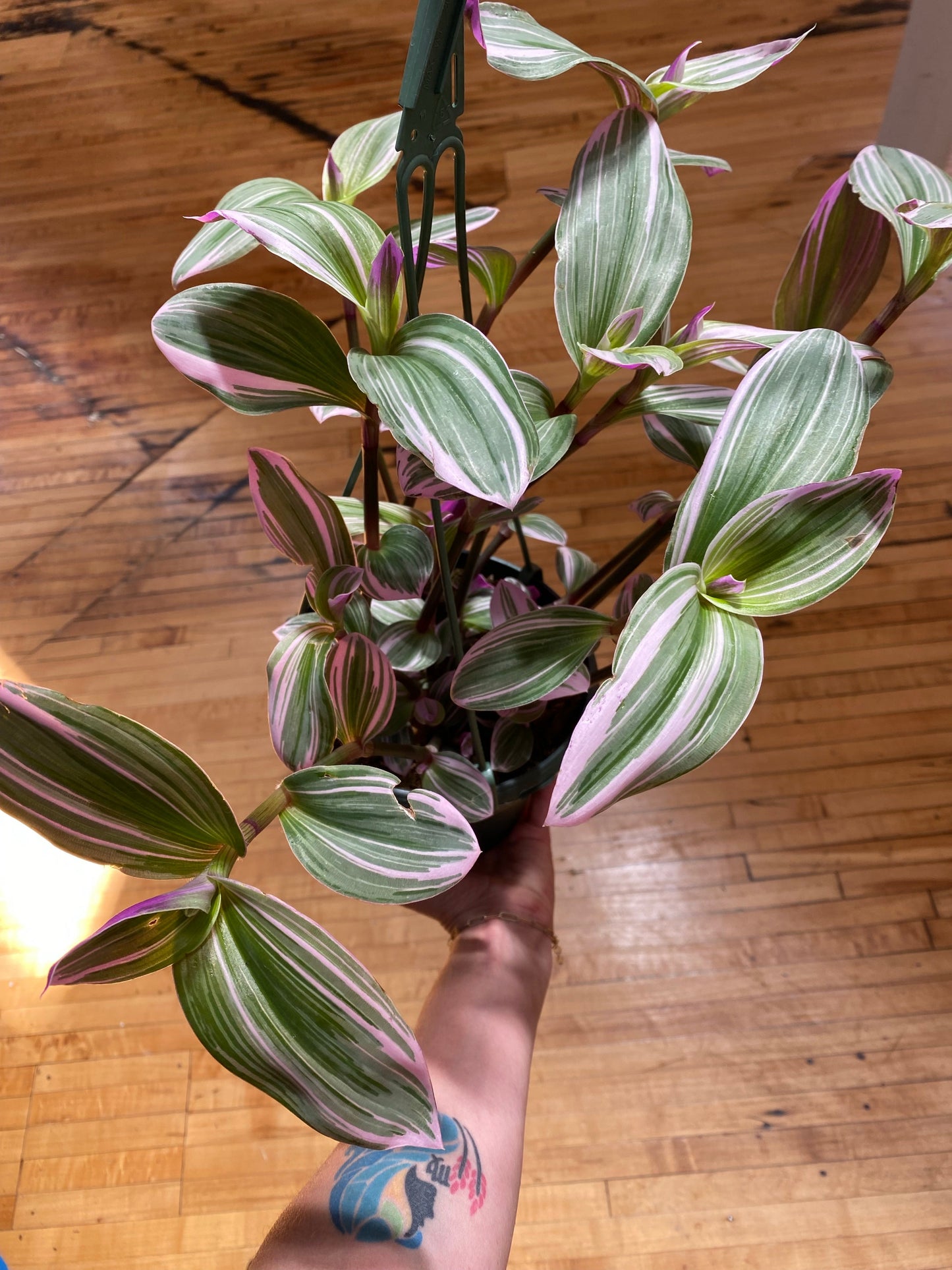 Tradescantia Nanouk - Wandering Dude