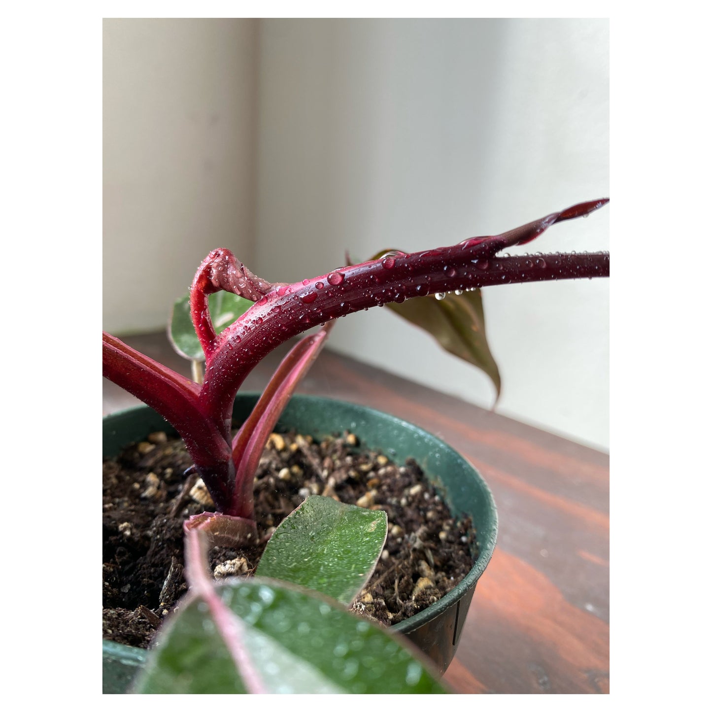 Philodendron Pink Princess