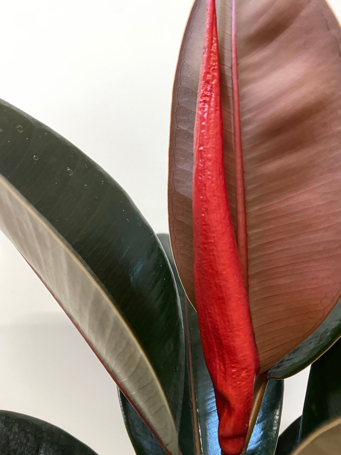 Ficus Elastica - Rubber Tree