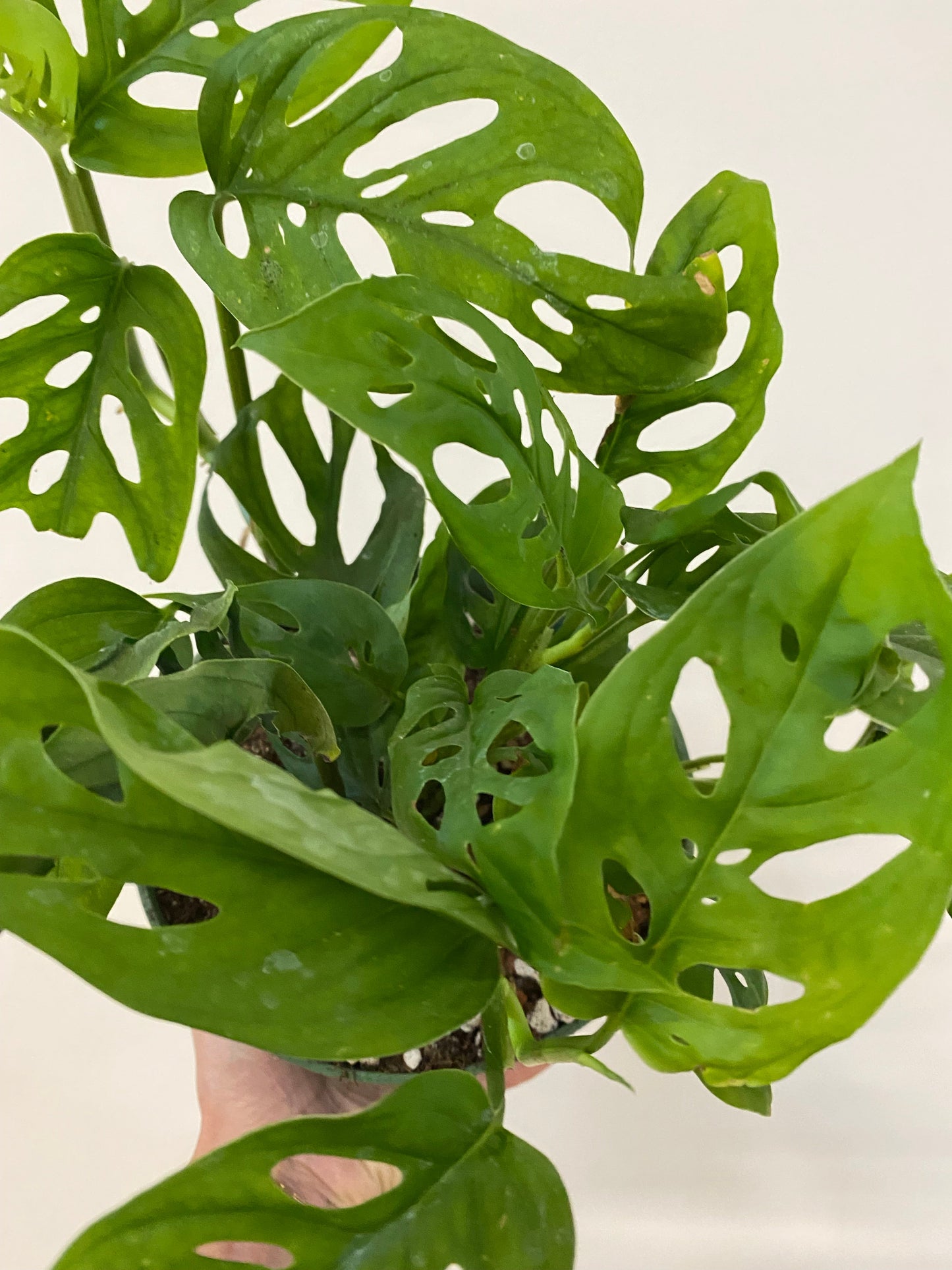 Monstera Adansonii - Swiss Cheese Plant - 4"