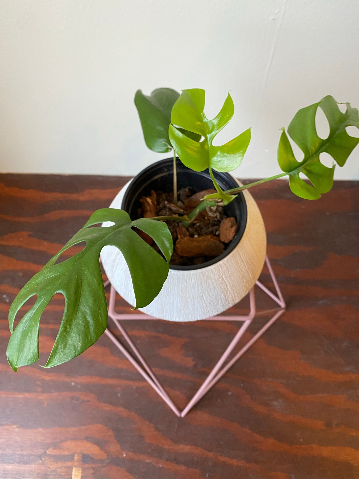 Big Squat 10" Plant Stand