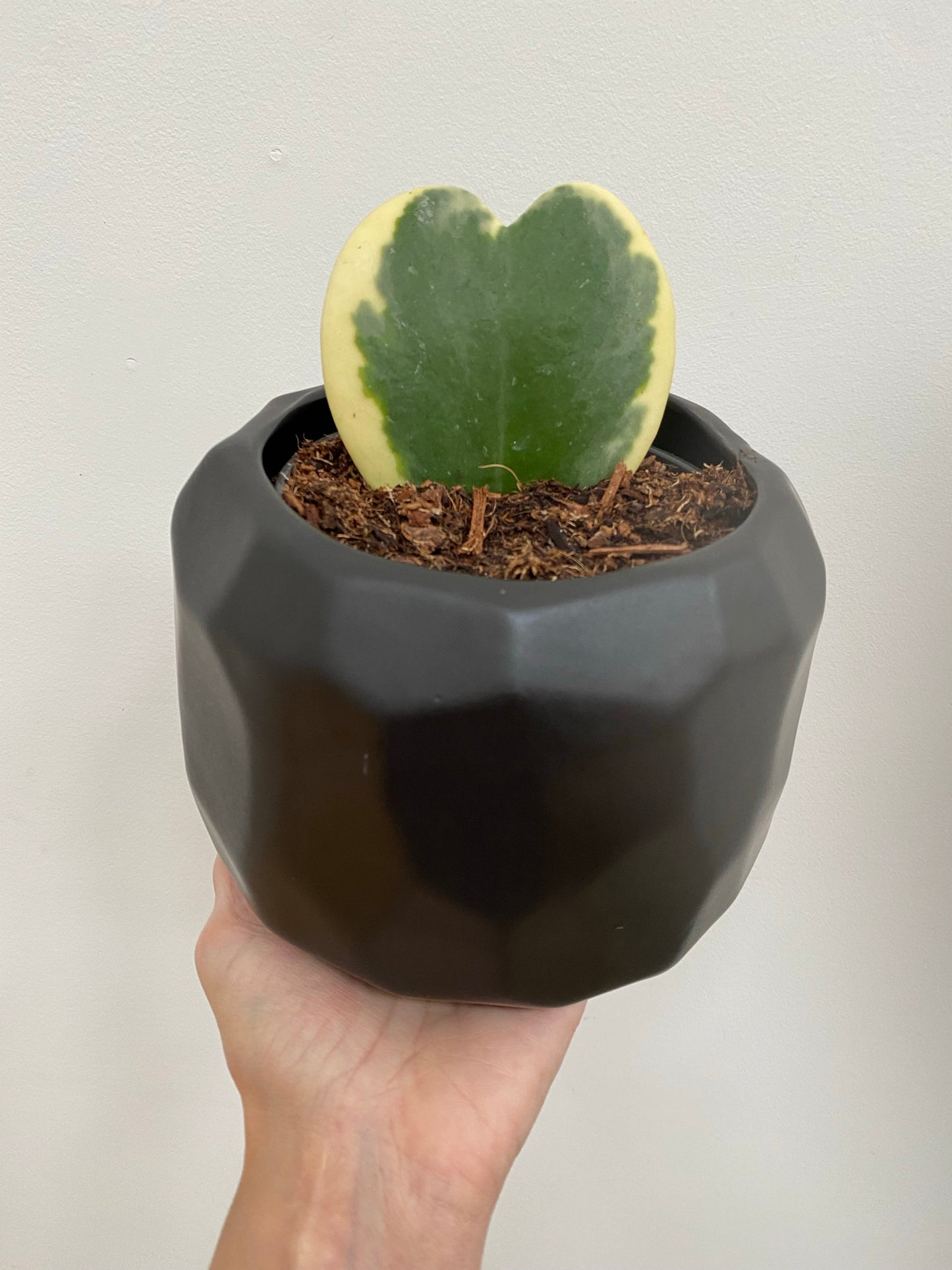 Hoya Kerrii Variegata - Variegated Sweetheart vine