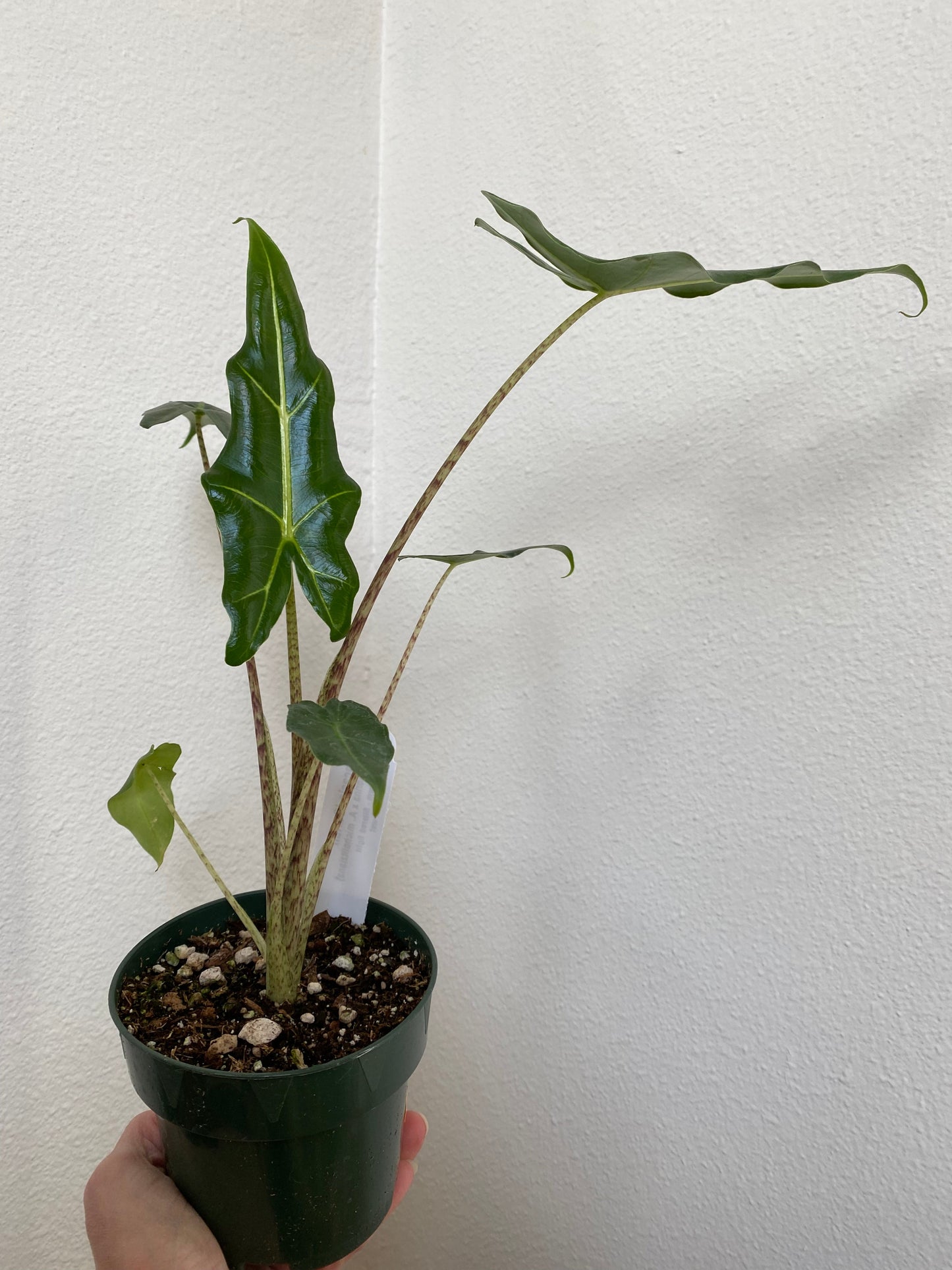 Alocasia - Sarian