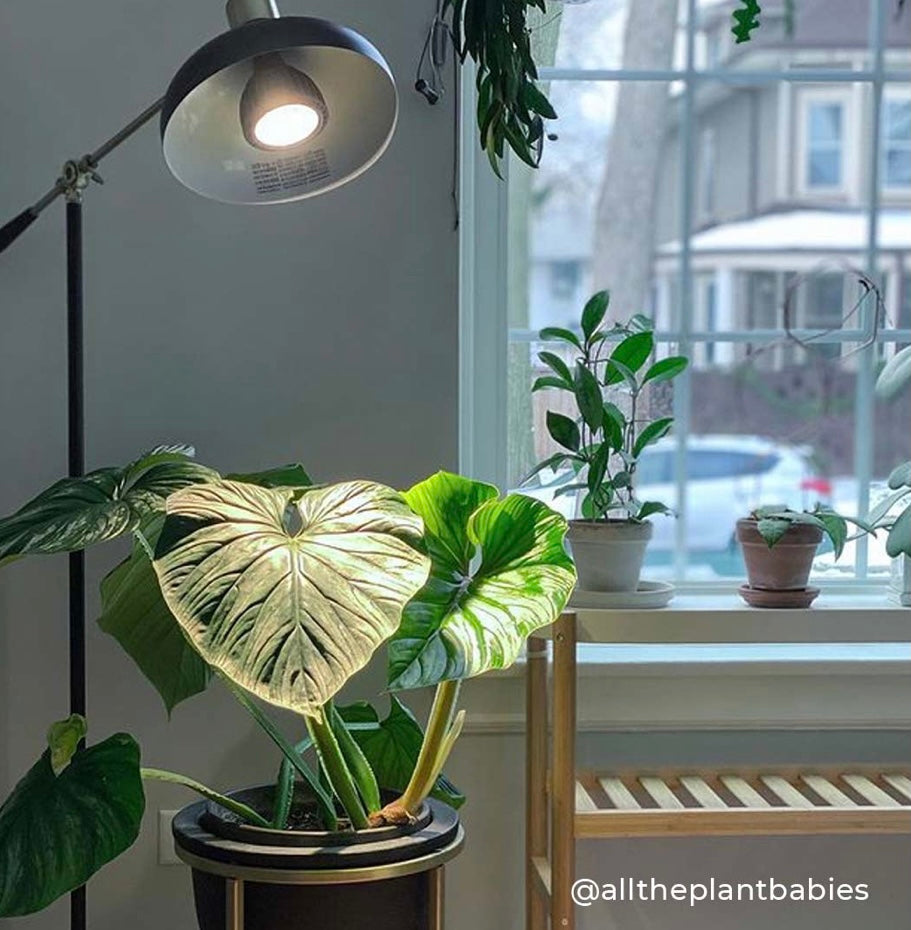 VITA Grow Light by Soltech Solutions