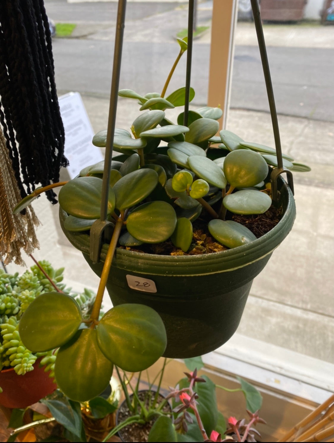 Peperomia - Hope