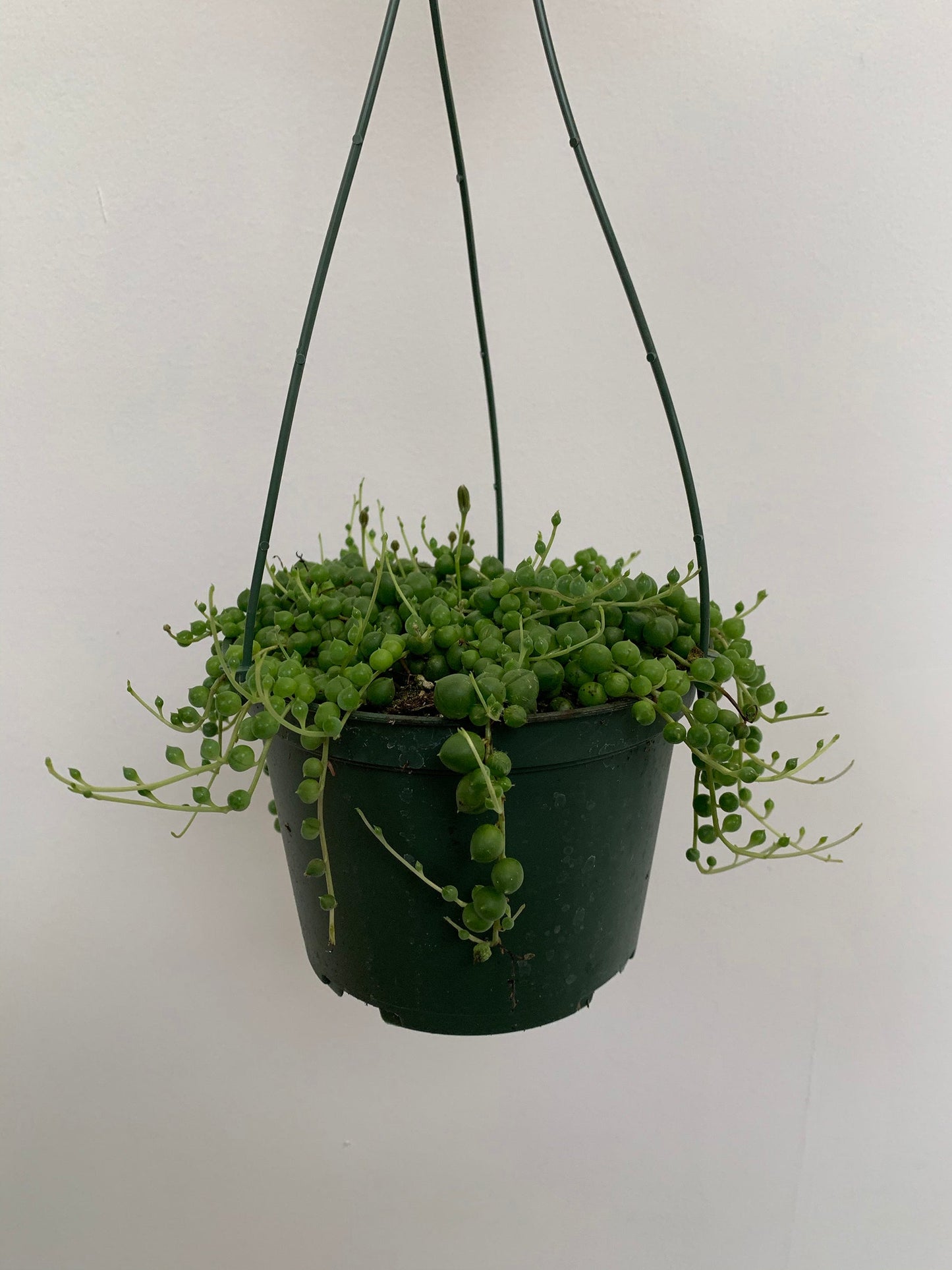 Senecio Rowleyanus - String of Pearls