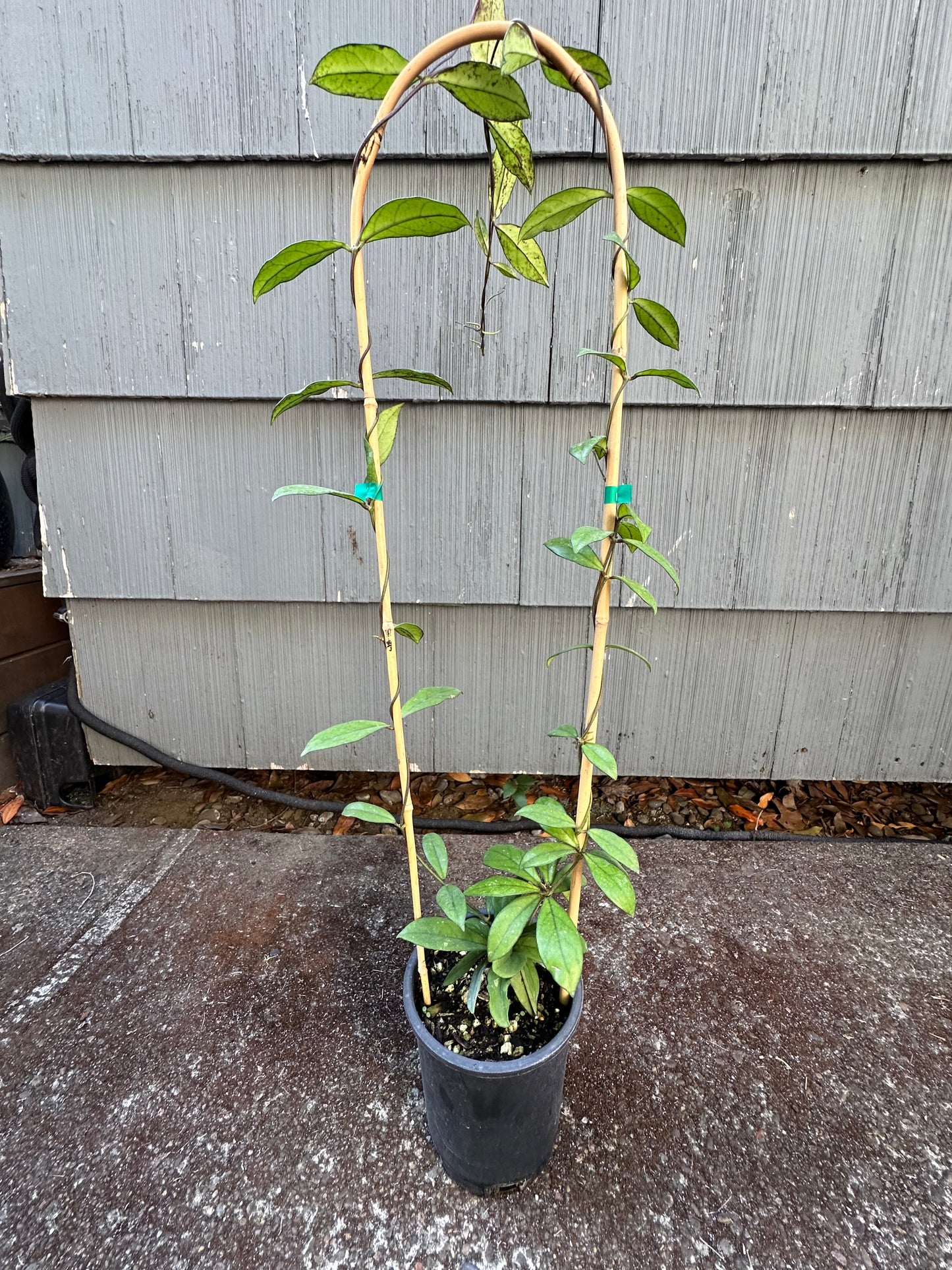 Hoya Crassipetiolata on Trellis