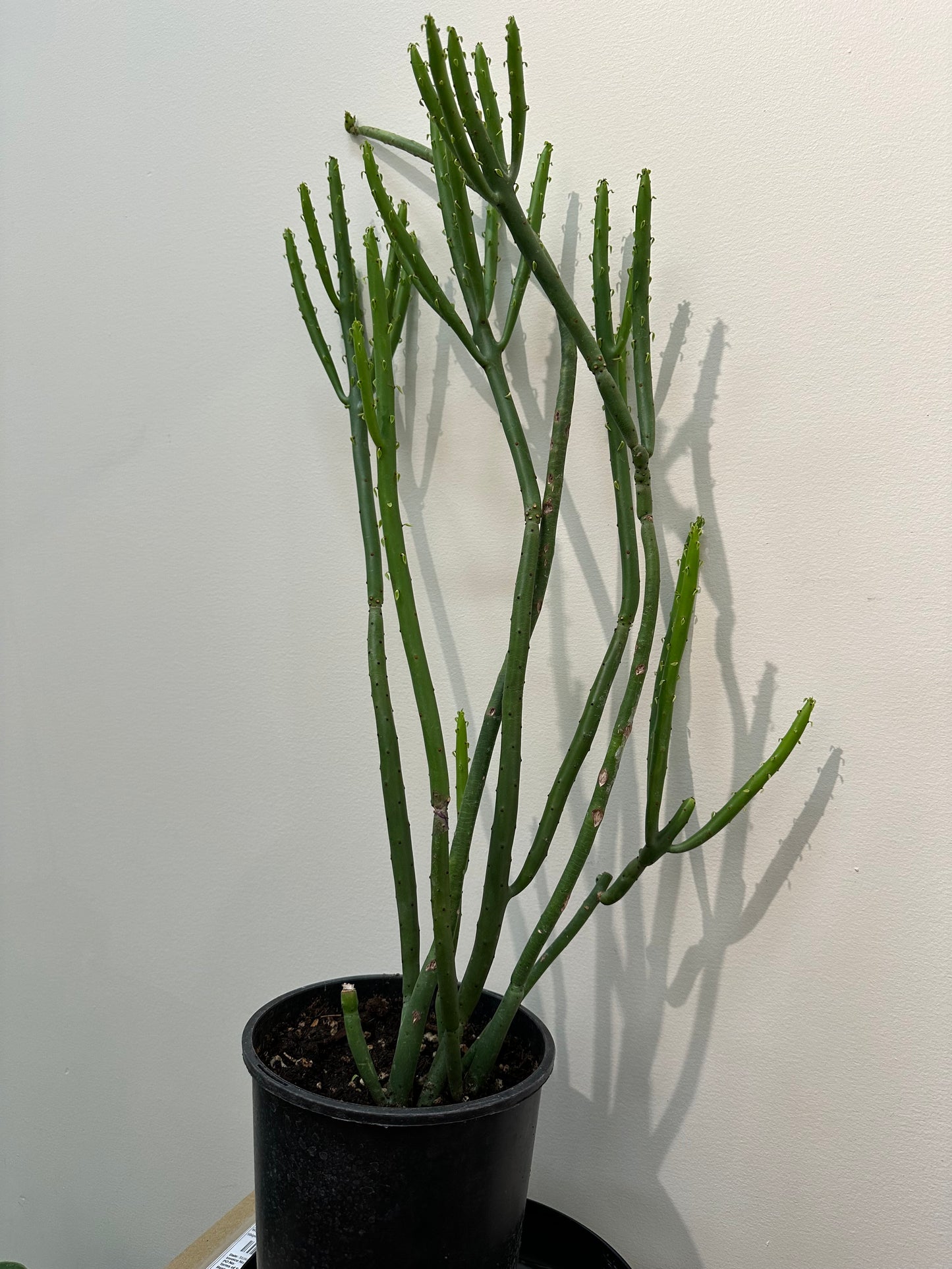 Euphorbia Leucodendron