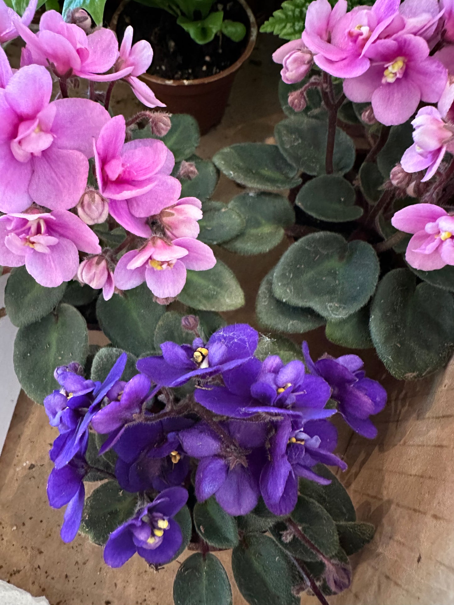 african violet