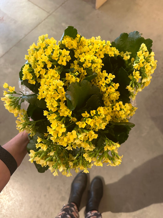 Florist Kalanchoe - Blossfeldiana