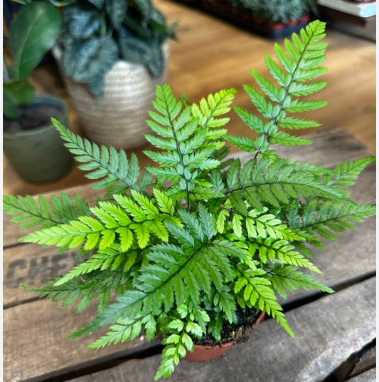 Korean Rock Fern - Athyrium Spicatum 4”