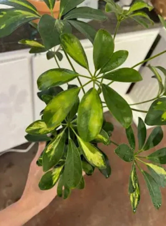 Schefflera Arboricola - Variegated Umbrella Plant