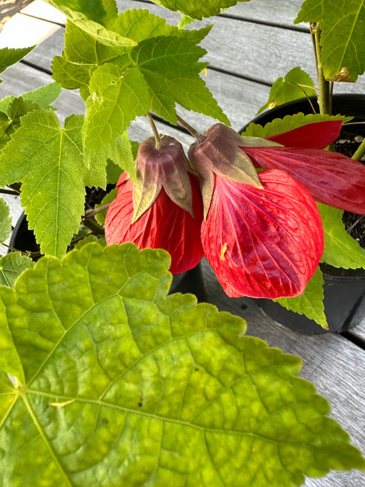 Indian Mallow - Abutilon striatum - Flowering Maple