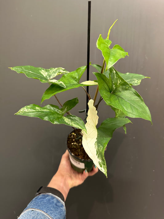 Syngonium Albo - 4"