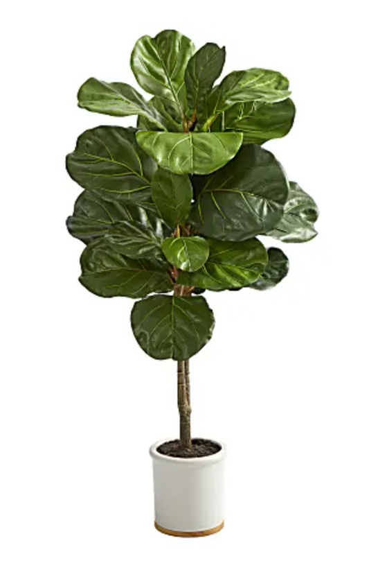 Ficus Lyrata - Fiddle Leaf Fig - Local Pickup Only