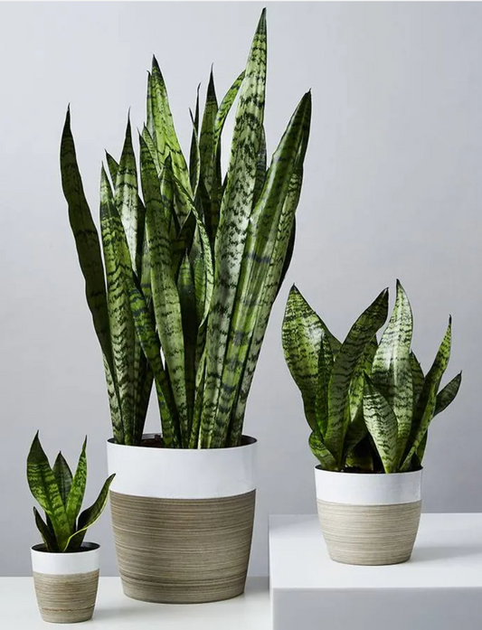 Sansevieria Wintergreen - Snake Plant