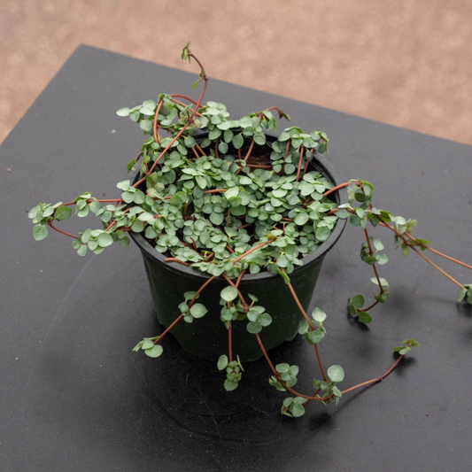 Pilea Glauca - Artillery Plant