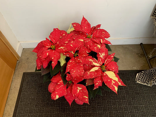 Poinsettia  - Jingle Bells - Local Pickup Only