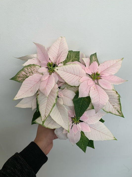 Poinsettia 4" - White - Local Pickup Only