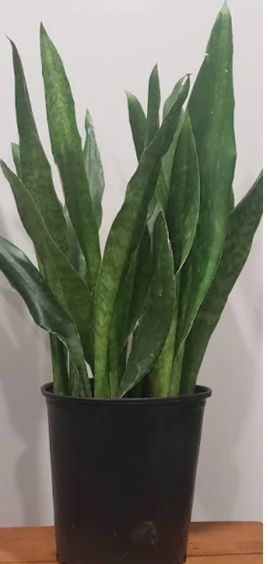 Sansevieria Jaboa - Snake Plant