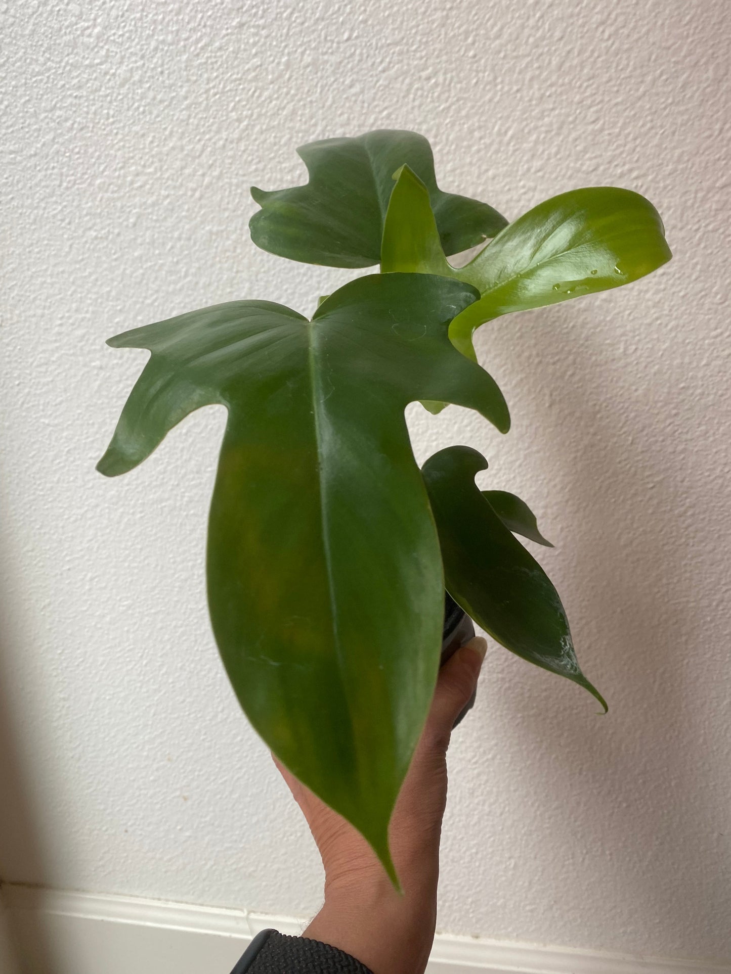 Philodendron "Florida Green" - 4"