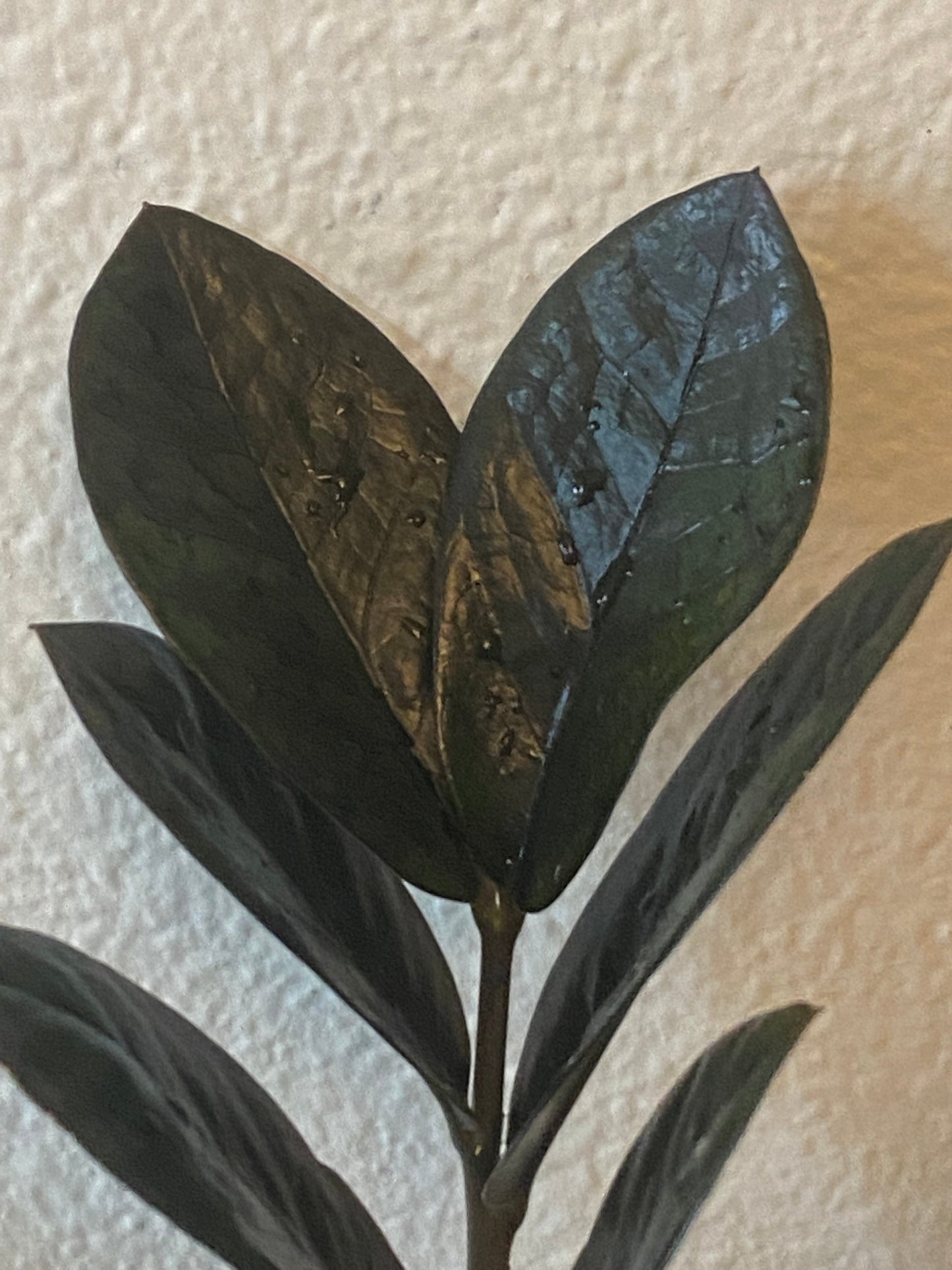 Zamioculcas Zamiifolia - Black Raven ZZ Plant