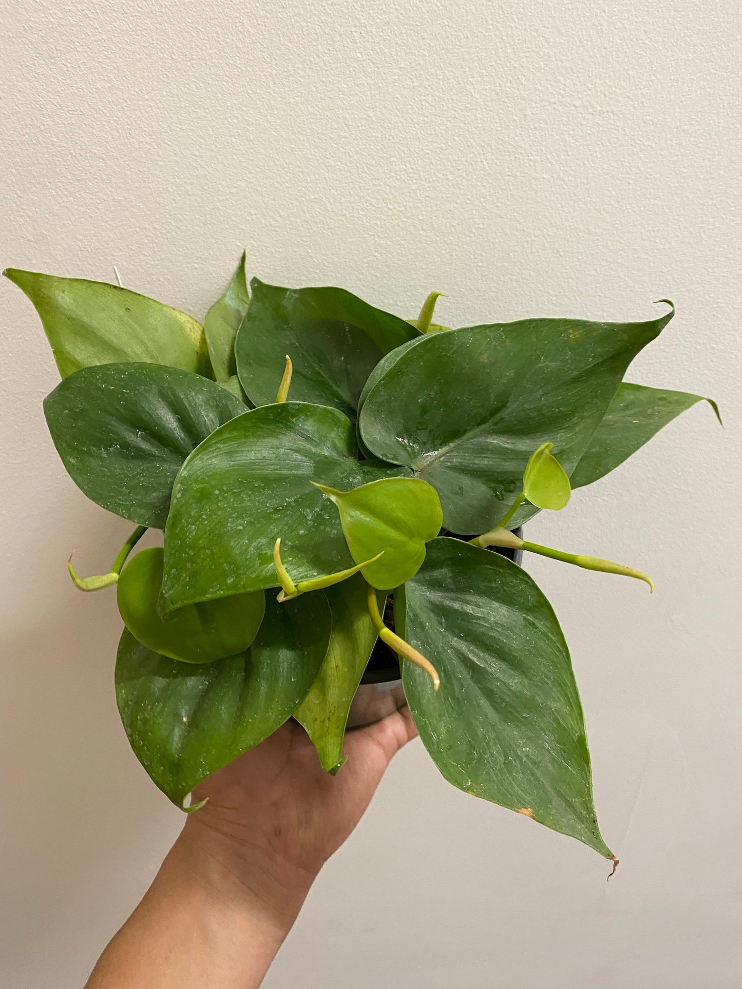 Philodendron Cordatum - Heart Leaf Philodendron
