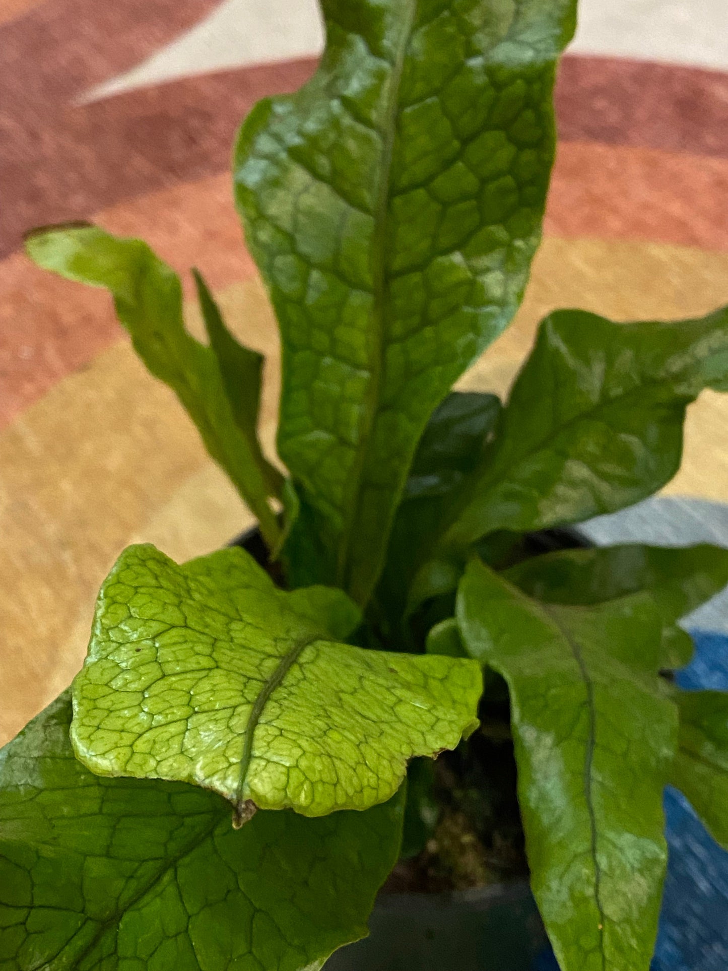 Microsorum musifolium - Crododile Fern