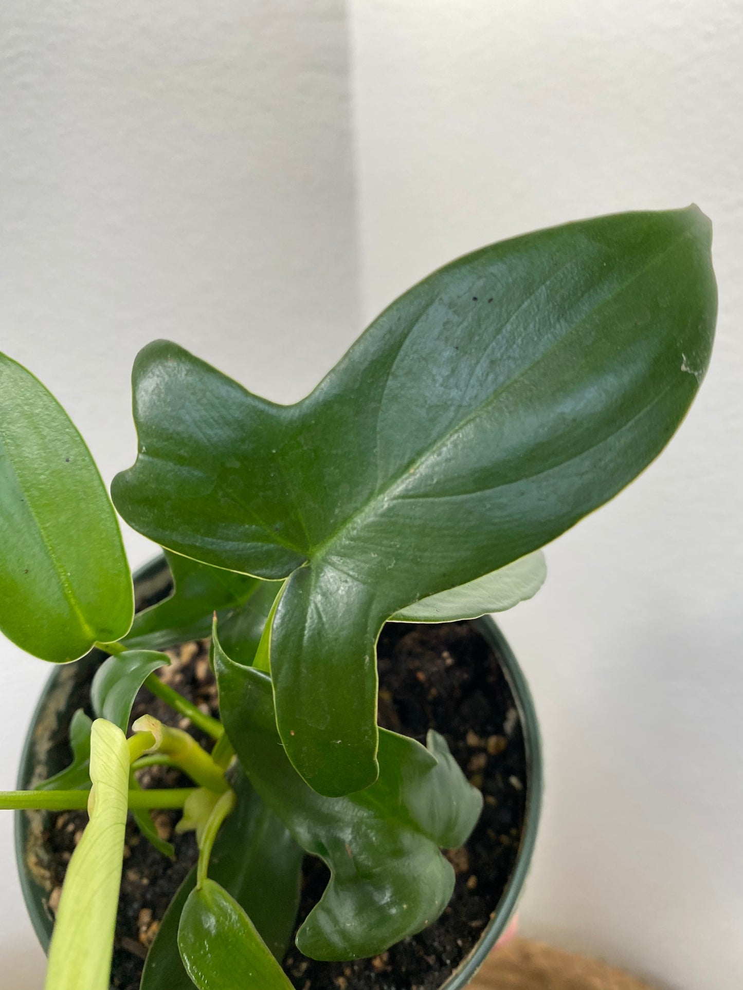 Philodendron Pedatum 4"